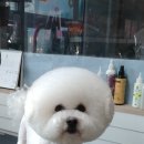 행복한 강아지 이미지