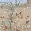 순풍농장 이미지