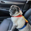 이리온 동물메디컬센터 | 용인 '이리온 동물메디컬센터' 강아지 3주간의 피부치료 후기!