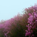 대금산진달래길(트레킹) 이미지