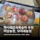홍박 | 내돈내산 햇사레감곡복숭아 미당농원 홍박도 모이세농원 천중도 직판장 가격 맛 비교 후기
