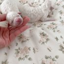 알곡켄넬 이미지