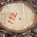 신갈나무(12살)-112-은평구 봉산 편백나무 숲 확장공사로 벌목된 나무 기록 이미지
