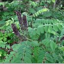 월평공원 습지길 이미지