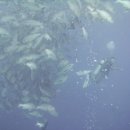 다합, 해상국립공원 라스모하메드의 웅장한 수중세계 이미지