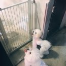 까네지노 이미지