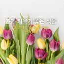 페페로미아 | 초록이 한 그루로 집 안에 봄을 들여요! 봄에 키우키 좋은 식물 9가지!