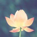 대원사 티벳박물관 이미지