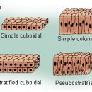 Epithelial cells 상피세포에 대하여 이미지