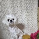 금산산업 | 금산이가홍삼 반려견영양제 흑삼으로 만들었다고?~