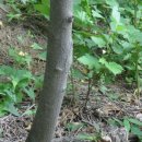 오리나무 이미지