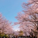 팬더 짜장마당 | 당일치기 인천 여행 | 차이나타운, 동화마을, 자유공원 👉 라노비아카페 👉 인천대공원 벚꽃길