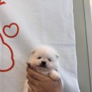 펫 중개소 이미지