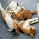 어쿠스틱맨션 네이버블로그