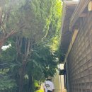 장미칼국수 이미지