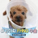 디디메디칼 | 안산동물병원 강아지 대퇴골 탈구 수술, FHNO 수술 회복 과정 후기