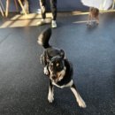 댕댕놀이터 아라점 이미지