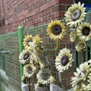 빵댕이넷 이미지