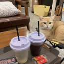 미사만화카페 고양이 개냥이 천국 맛보는 데이트코스 냥이툰