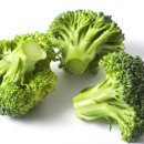 우리집 댕댕이 이미지