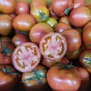 레드토마토 이미지