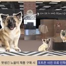 못생긴 노을이