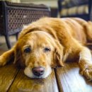 라온 반려 동물병원 이미지