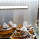 (공연) 유키 구라모토 피아노 콘서트 | 유키구라모토 콘서트 2025.12.14 후기 (+천안 카페, 맛집)