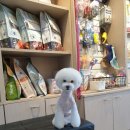 honapet(호나펫) 이미지