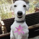 하늘멍가 이미지