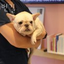 강남구 일원동 동물병원 150번길 진료시간 접근성 이용후기