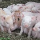 어떻게 돼지를 경제적으로 먹일 것이냐에 관한 여러 가지 방법 이야기 이미지