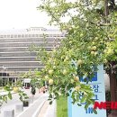 사과정원 이미지