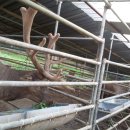 석정사슴농원 이미지