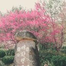 매화랜드 | 광양 매화 실시간 개화율 개화시기 매화랜드 황매화 산수유 소학정마을 주차장