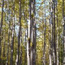 [5060여행친구]서울숲공원단풍여행후기-2,19,11,7목 이미지