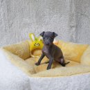 광주강아지분양 고양이분양 펫왕국 이미지