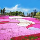 세계의 명소와 풍물 132 / 히츠지야마공원(羊山公園)의 꽃잔디 이미지