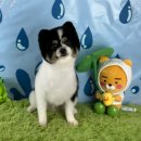 바둑이펫 네이버블로그