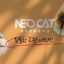 네오캣디자인관미술학원