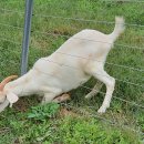 감성목장 이미지