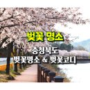 진천선수촌 진입로 가로수 | 충북 벚꽃 명소...벚꽃 나들이 코디･벚꽃코디･벚꽃룩 - 2/3