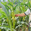 하가막마을 이미지