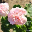 (주)엠마 이미지