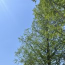 신도안면 야구장 이미지