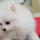 화이트포메라니안 이미지