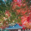마곡천 | 천년고찰, 유네스코지정 7대 산사 중 가을단풍이 10월 절정인 곳...