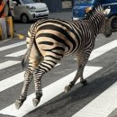 신토불이슈퍼 이미지