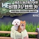 OK카셀프 | [제주도애견동반비행기] 진에어 탑승절차 / 두마리 동반 여행 / 에어버기 유모차 수하물 / ok 렌트카
