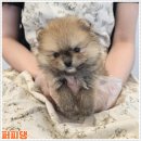 펫스토리 | 예천강아지무료분양 소중한 가족을 만나는 아가펫스토리 경험담